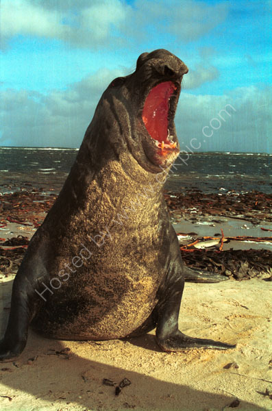 Elephant Seal